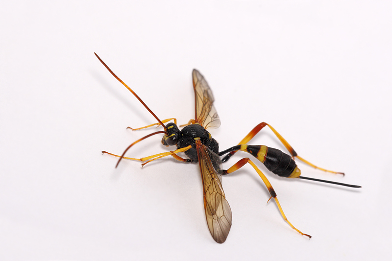 Acroricnus seductor ♀ (Ichnemonidae)